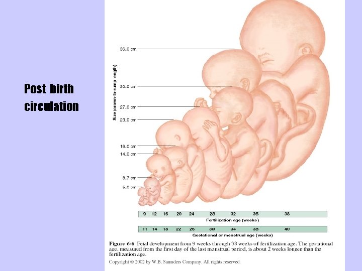 Post birth circulation 