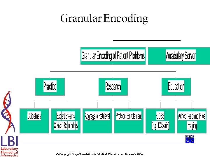 Granular Encoding © Copyright Mayo Foundation for Medical Education and Research 2004 