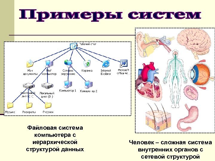 Файловая система компьютера с иерархической структурой данных Человек – сложная система внутренних органов с