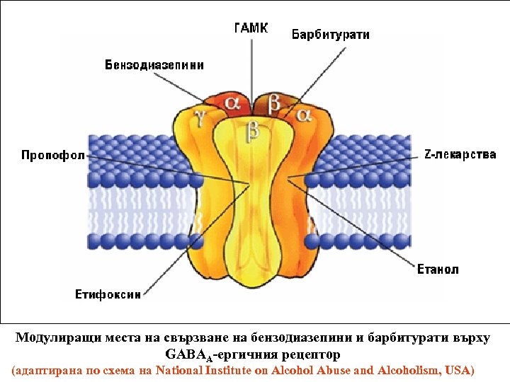 Модулиращи места на свързване на бензодиазепини и барбитурати върху GABAA-ергичния рецептор (адаптирана по схема