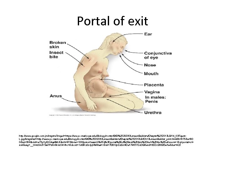 Portal of exit http: //www. google. com. jm/imgres? imgurl=httpw: //ww. pc. maricopa. edu/Biology/rcotter/BIO%2520205/Lesson. Builders/Chapter%252013