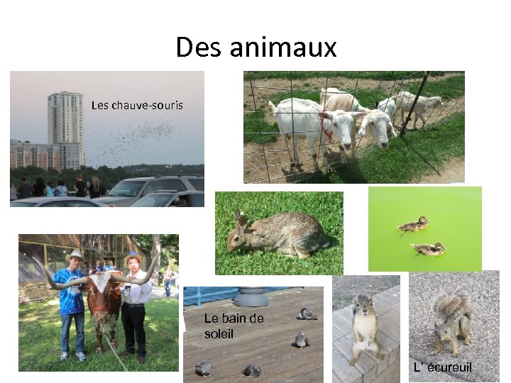 Des animaux Les chauve-souris Le bain de soleil L’ écureuil 