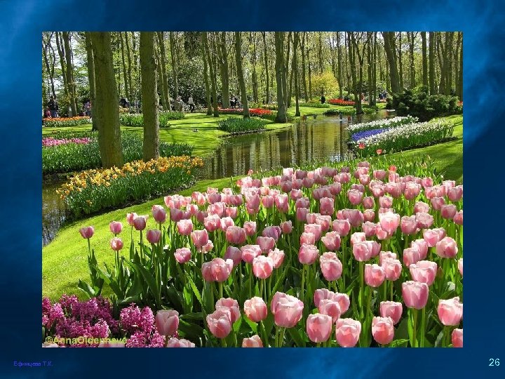 Ефимцева Т. К. 26 