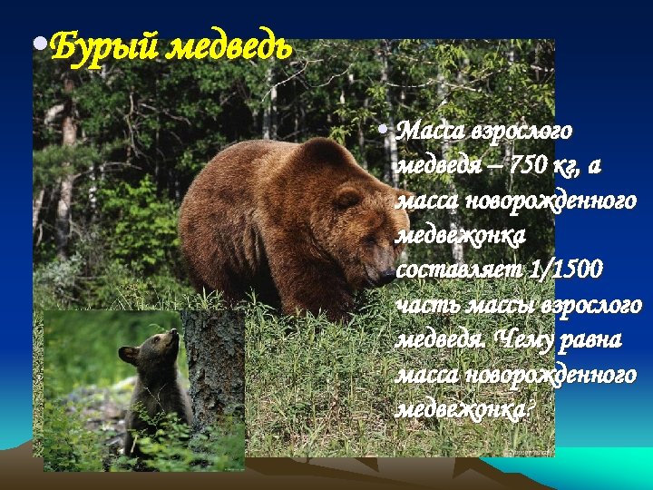  • Бурый медведь • Масса взрослого медведя – 750 кг, а масса новорожденного