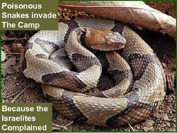 Poisonous Snakes invade The Camp Because the Israelites Complained 