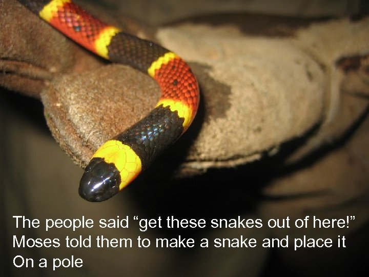 The people said “get these snakes out of here!” Moses told them to make