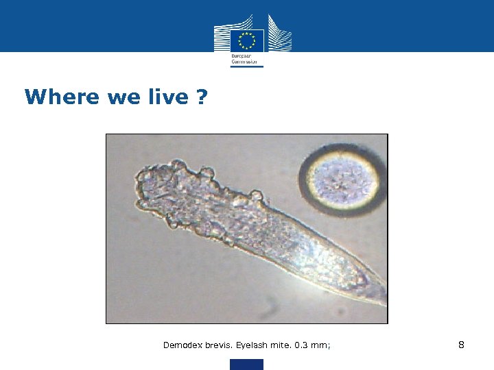 Where we live ? Demodex brevis. Eyelash mite. 0. 3 mm; 8 