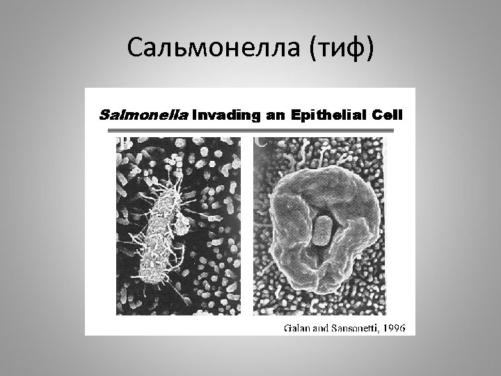 Сальмонелла (тиф) 