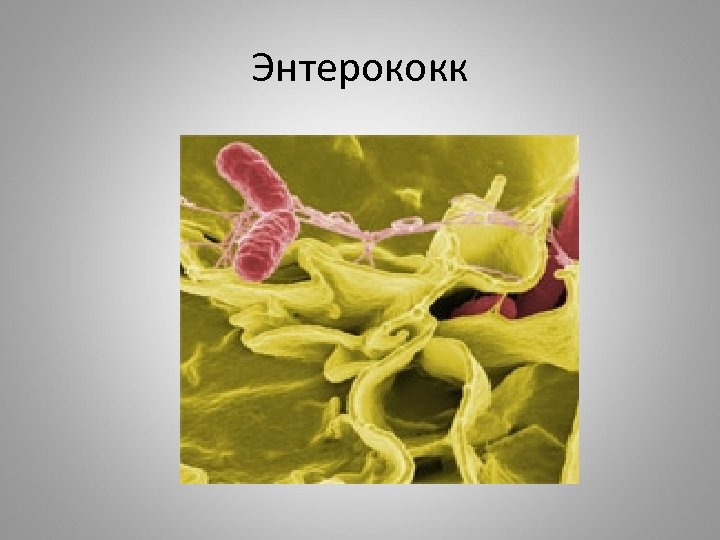 Энтерококк 