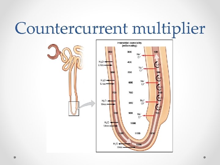 Countercurrent multiplier 