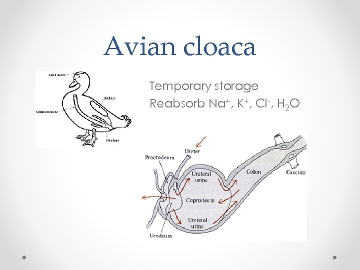 Avian cloaca Temporary storage Reabsorb Na+, K+, Cl-, H 2 O 