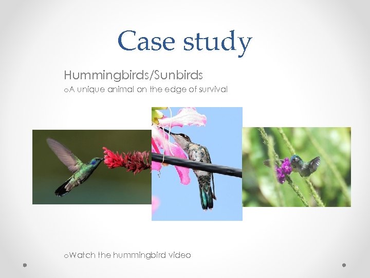 Case study Hummingbirds/Sunbirds o. A unique animal on the edge of survival o. Watch