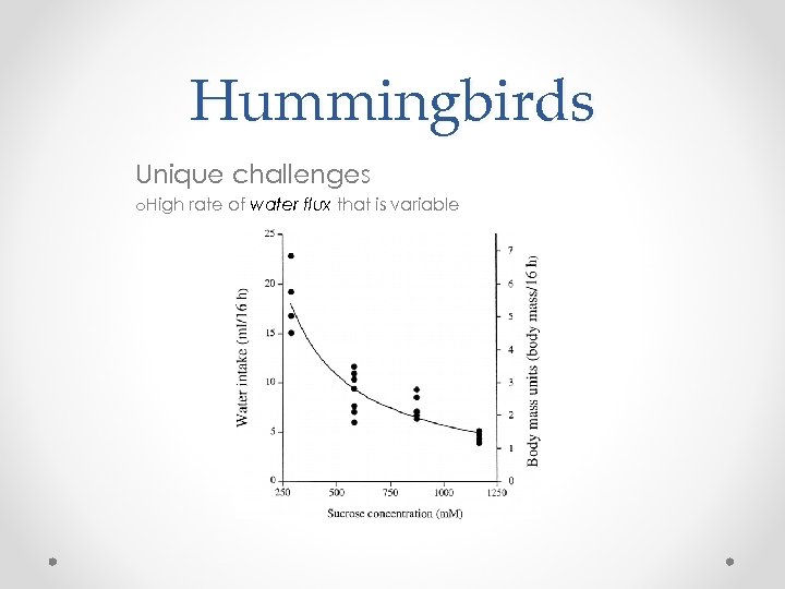 Hummingbirds Unique challenges o. High rate of water flux that is variable 
