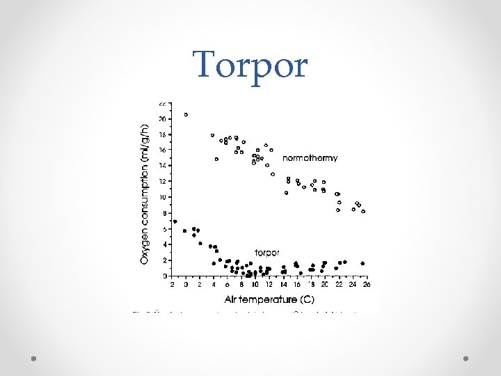 Torpor 