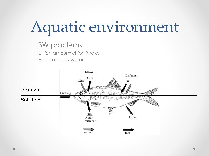 Aquatic environment SW problems o. High amount of ion intake o. Loss of body