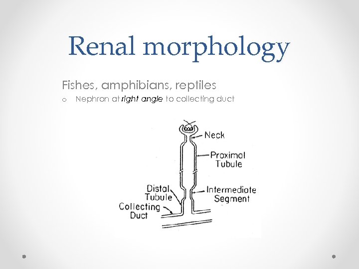 Renal morphology Fishes, amphibians, reptiles o Nephron at right angle to collecting duct 