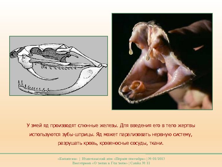 У змей яд производят слюнные железы. Для введения его в тело жертвы используются зубы-шприцы.