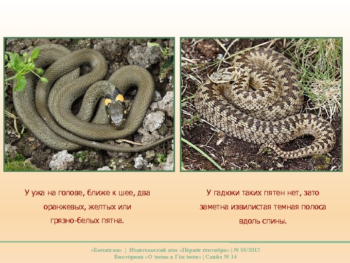 У ужа на голове, ближе к шее, два У гадюки таких пятен нет, зато