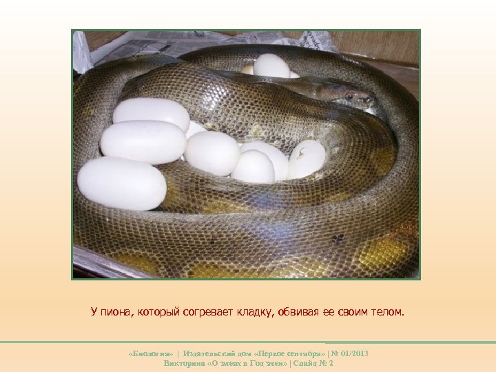 У пиона, который согревает кладку, обвивая ее своим телом. «Биология» | Издательский дом «Первое