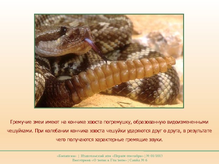 Гремучие змеи имеют на кончике хвоста погремушку, образованную видоизмененными чешуйками. При колебании кончика хвоста