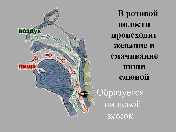 В ротовой полости происходит жевание и смачивание пищи слюной Образуется пищевой комок 