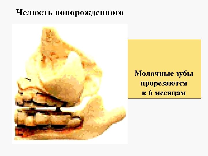 Челюсть новорожденного Молочные зубы прорезаются к 6 месяцам 