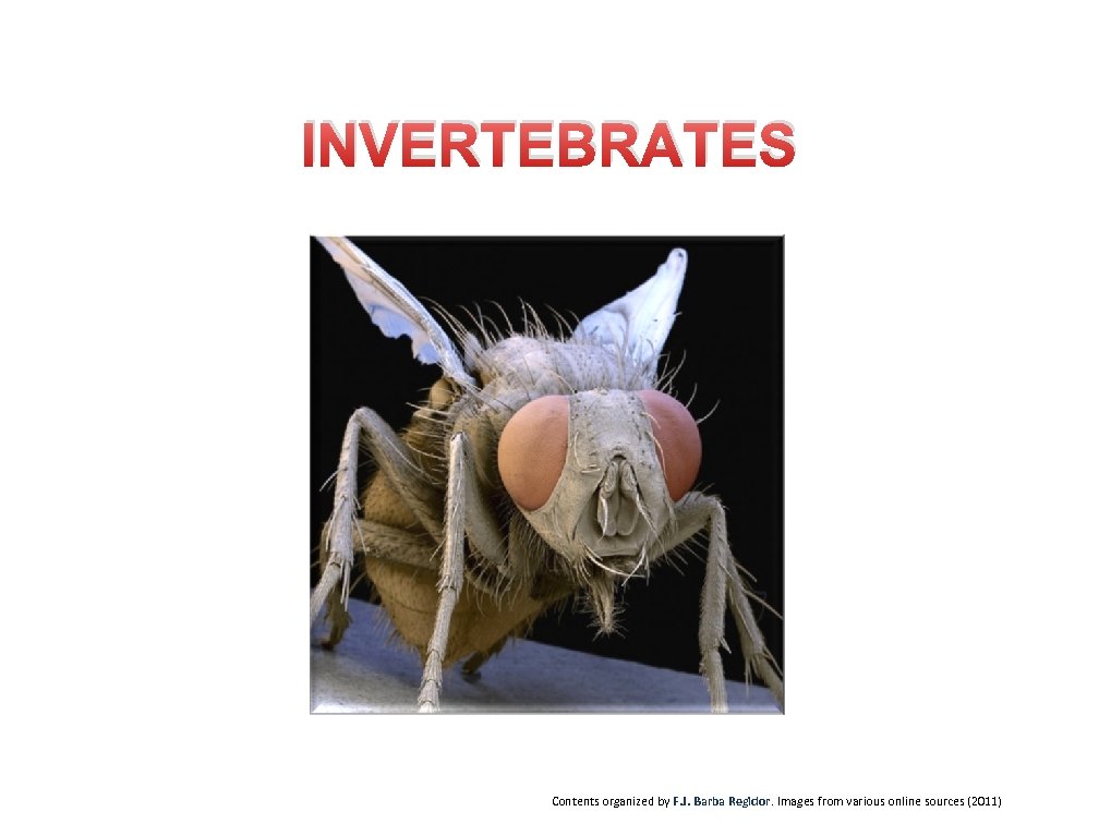 INVERTEBRATES Contents organized by F. J. Barba Regidor. Images from various online sources (2011)