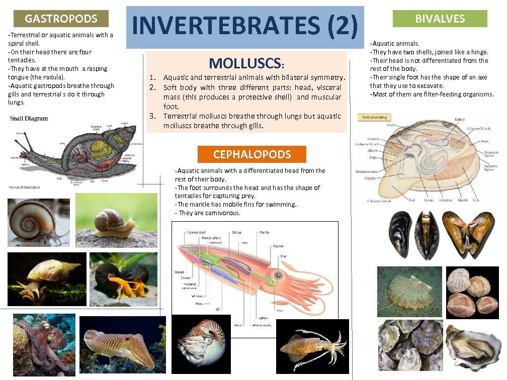 GASTROPODS -Terrestrial or aquatic animals with a spiral shell. -On their head there are