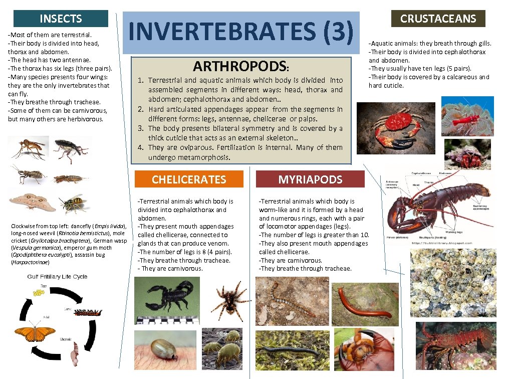 INSECTS -Most of them are terrestrial. -Their body is divided into head, thorax and