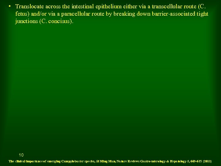  • Translocate across the intestinal epithelium either via a transcellular route (C. fetus)