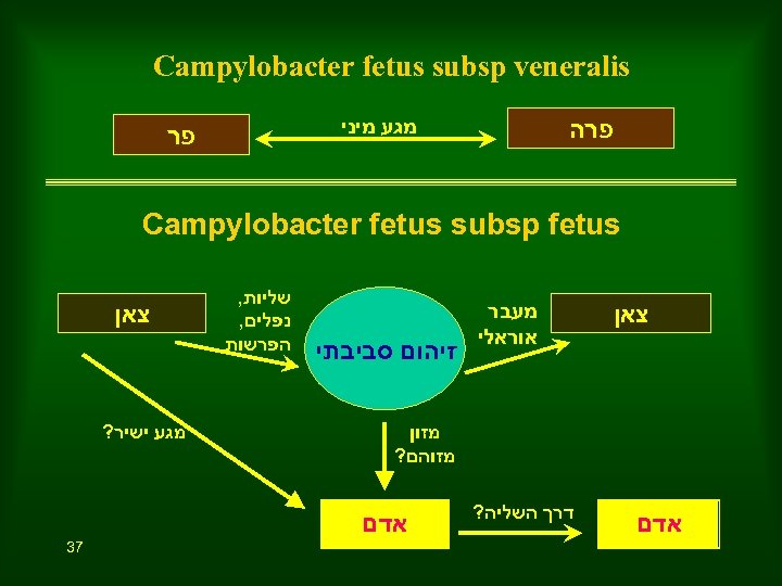  Campylobacter fetus subsp veneralis מגע מיני פרה פר Campylobacter fetus subsp fetus צאן