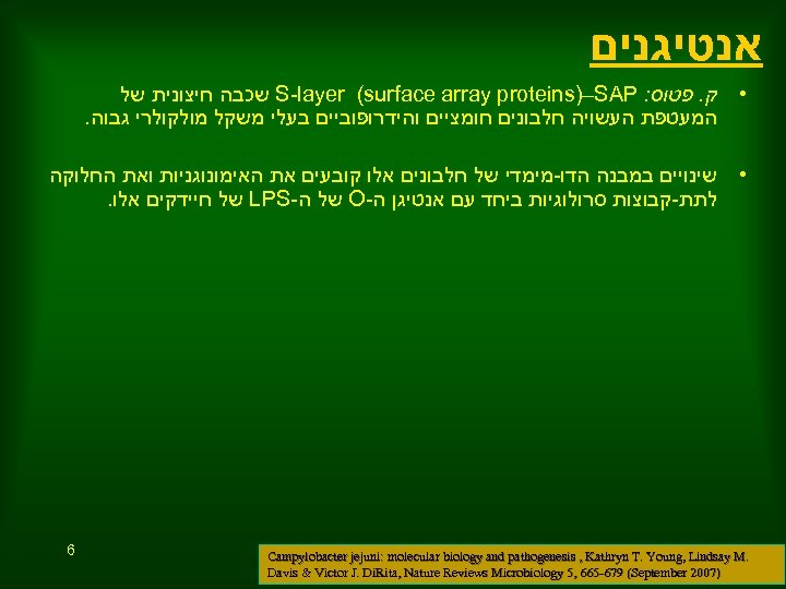  אנטיגנים • ק. פטוס: S-layer (surface array proteins)–SAP שכבה חיצונית של המעטפת העשויה