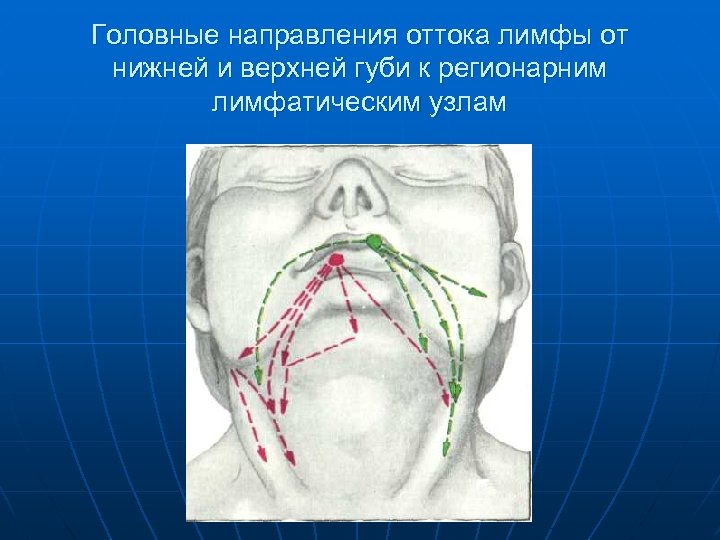 Головные направления оттока лимфы от нижней и верхней губи к регионарним лимфатическим узлам 