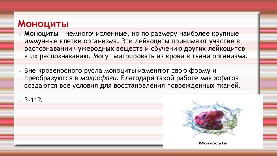 Моноциты • • • Моноциты – немногочисленные, но по размеру наиболее крупные иммунные клетки