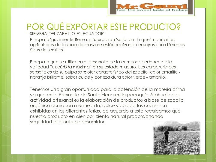 POR QUÉ EXPORTAR ESTE PRODUCTO? SIEMBRA DEL ZAPALLO EN ECUADOR El zapallo igualmente tiene