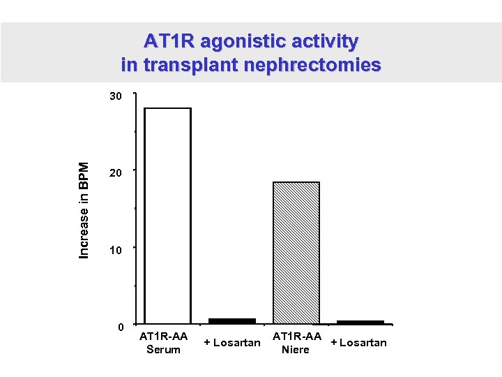 AT 1 R agonistic activity in transplant nephrectomies Increase in BPM 30 20 10