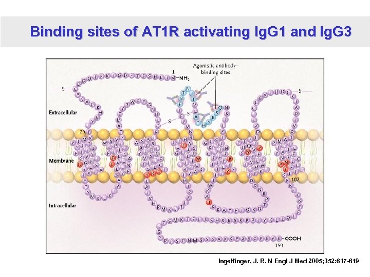 Binding sites of AT 1 R activating Ig. G 1 and Ig. G 3
