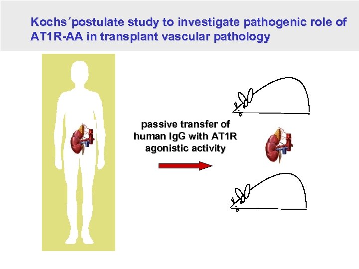 Kochs´postulate study to investigate pathogenic role of AT 1 R-AA in transplant vascular pathology