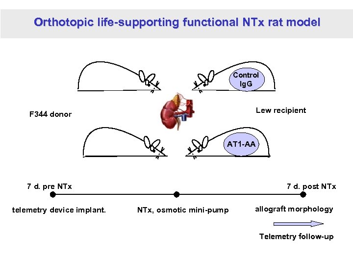 Orthotopic life-supporting functional NTx rat model Control Ig. G Lew recipient F 344 donor