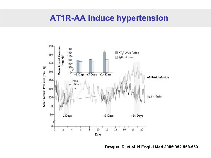AT 1 R-AA induce hypertension Dragun, D. et al. N Engl J Med 2005;