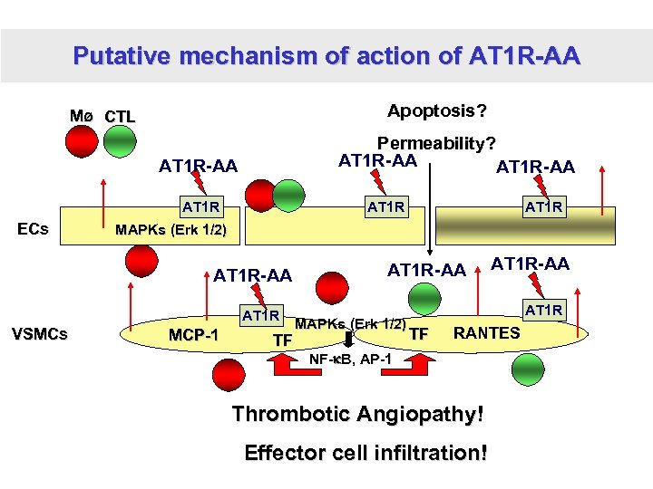 Putative mechanism of action of AT 1 R-AA Apoptosis? Mø CTL Permeability? AT 1