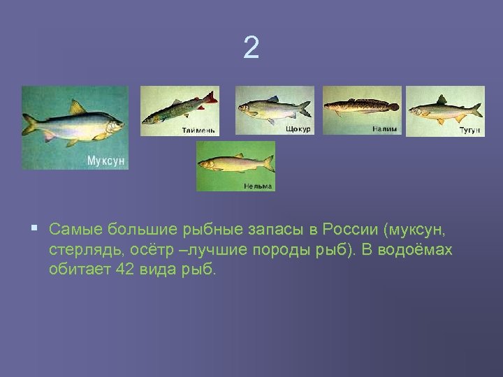 2 § Самые большие рыбные запасы в России (муксун, стерлядь, осётр –лучшие породы рыб).