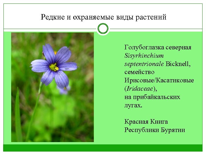 Редкие и охраняемые виды растений Голубоглазка северная Sisyrhinchium septentrionale Bicknell, семейство Ирисовые/Касатиковые (Iridaceae), на