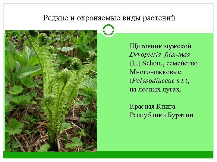 Редкие и охраняемые виды растений Щитовник мужской Dryopteris filix-mas (L. ) Schott. , семейство