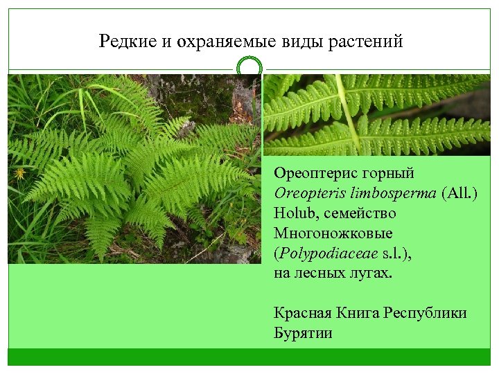 Редкие и охраняемые виды растений Ореоптерис горный Oreopteris limbosperma (All. ) Holub, семейство Многоножковые