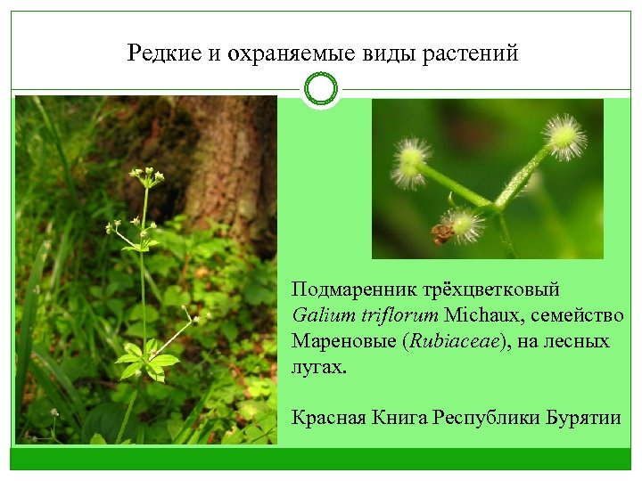 Редкие и охраняемые виды растений Подмаренник трёхцветковый Galium triflorum Michaux, семейство Мареновые (Rubiaceae), на