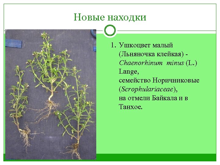 Новые находки 1. Ушкоцвет малый (Льняночка клейкая) - Chaenorhinum minus (L. ) Lange, семейство