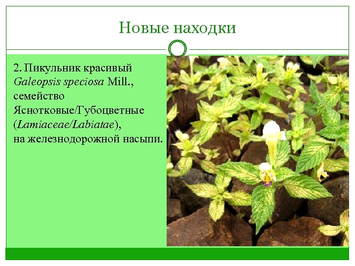 Новые находки 2. Пикульник красивый Galeopsis speciosa Mill. , семейство Яснотковые/Губоцветные (Lamiaceae/Labiatae), на железнодорожной