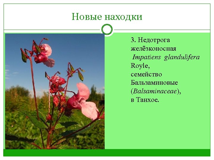 Новые находки 3. Недотрога желёзконосная Impatiens glandulifera Royle, семейство Бальзаминовые (Balsaminaceae), в Танхое. 