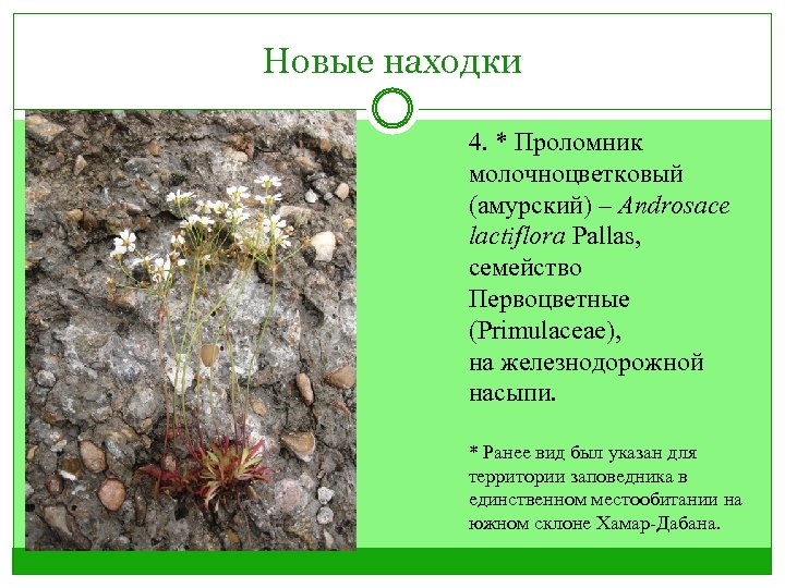 Новые находки 4. * Проломник молочноцветковый (амурский) – Androsace lactiflora Pallas, семейство Первоцветные (Primulaceae),